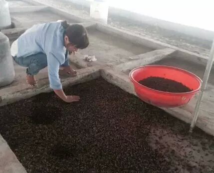 在自己家里养殖了一种名叫黑水虻的昆虫,据刘四丽女士介绍,黑水虻是腐